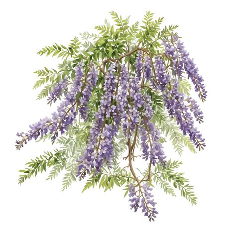 Premium Vector | Watercolor american wisteria frutescens clipart ...