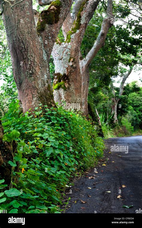 Image result for St. Helena Tree Felling