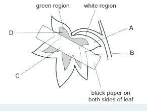The plant with variegated leaves has the starch removed from its leaves ...