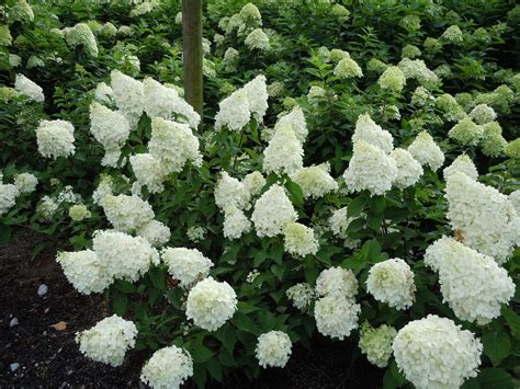 Hydrangea paniculata (Polar Bear?) | Hydrangea paniculata, Planting ...