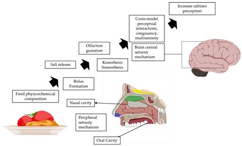 Strategies to Reduce Salt Content and Its Effect on Food ...