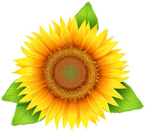 Sunflower clip art at vector clip art clipartbold 2 - Clipartix