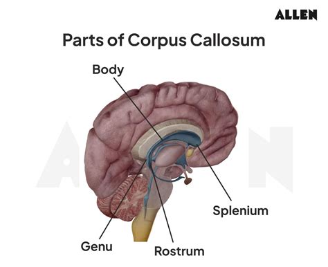 Splenium Of Corpus Callosum