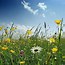 Image result for wild flowers