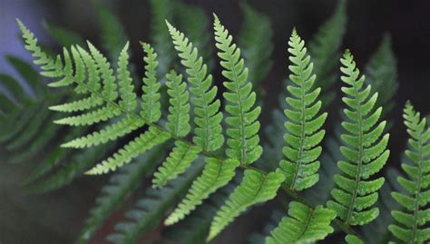 Fern Identification 101 - North Carolina Native Plant Society