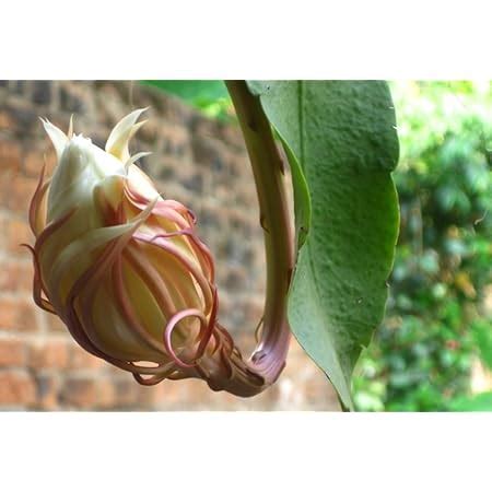 Royal Paradise Gardens Brahma Kamal NishaGandhi (Queen of the Night ...