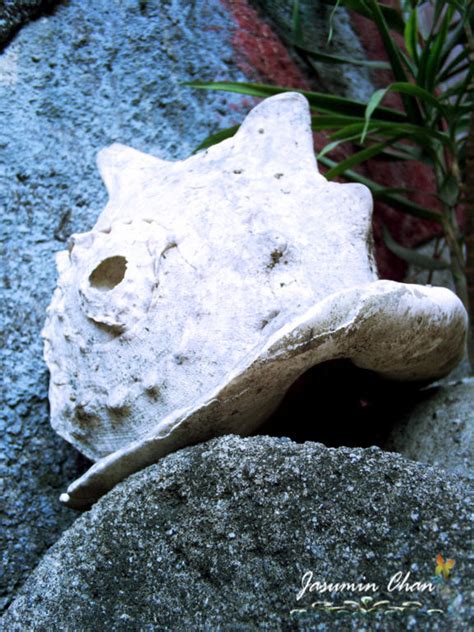 Image result for Pearly Shells Lesson