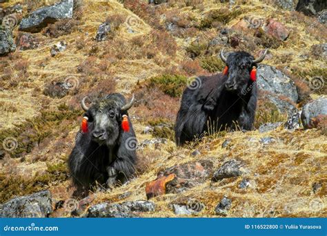 Yak Domestic Animals in Himalayas Mountains Stock Photo - Image of himalayan, khumbu: 116522800