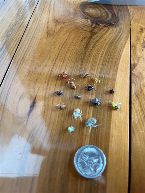 What could be the reason for this? Pile of dead spiders on floor (found ...