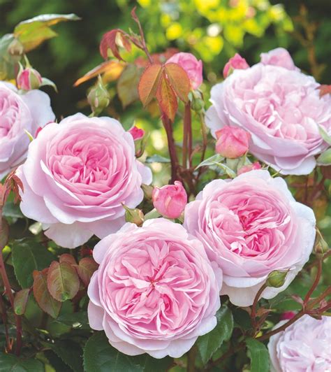 David Austin Roses: Rooted in Tradition | David austin roses, Rose ...