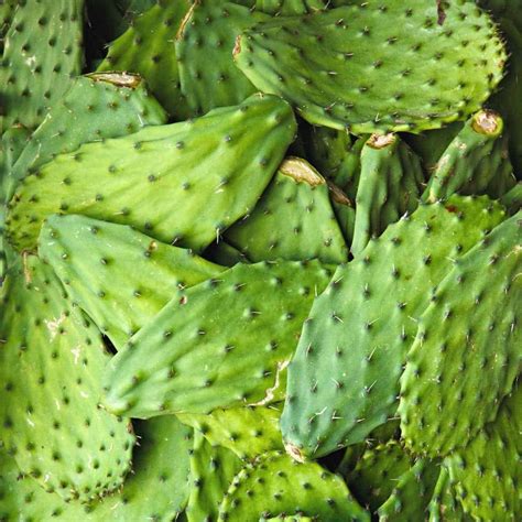 Are Nopales Keto - Keto Keuhn Nutrition