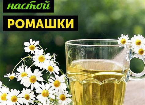 НАСТОЙ РОМАШКИ ПОЛЬЗА И ВРЕД
