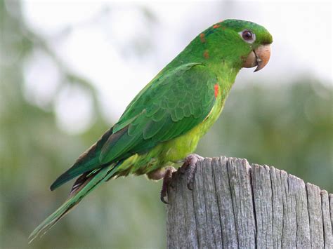 White-eyed Parakeet - eBird