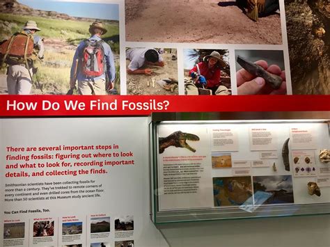 Paleontologists 的图像结果