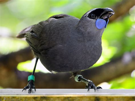 North Island Kokako - eBird