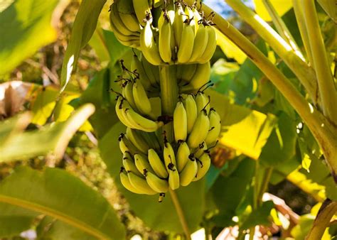 How to Start Banana Tree 的图像结果
