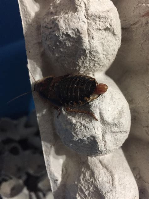 Is this a a pregnant dubia roach? : r/BeardedDragons