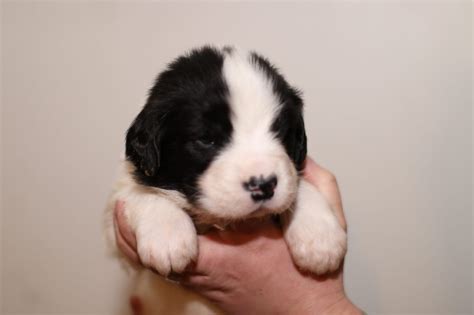 Landseer Neufundländer Mix in Düsseldorf | Tiere | Kleinanzeigen