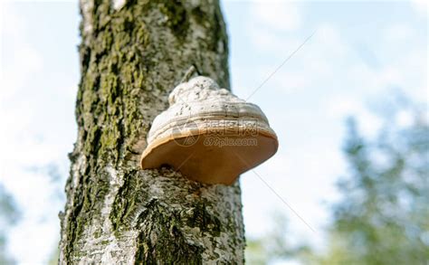 Image result for Layout Sticker Name