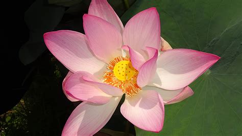 Bhabha Atomic Research Centre ( BARC ), Department of Atomic Energy ...