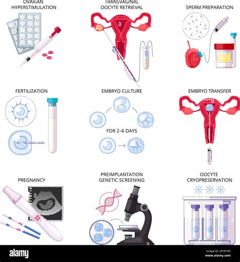 Image result for Fertility Process