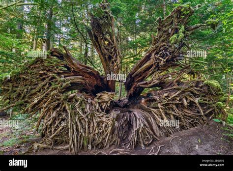 Image result for Fir Tree Root Cutter