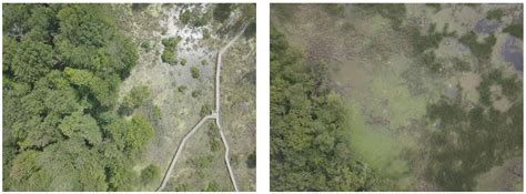 Using Uncrewed Aerial Vehicles for Identifying the Extent of Invasive ...