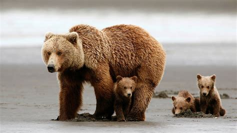 Mama Bear And Cubs
