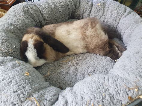 What colour would you call Maisie? : r/Rabbits