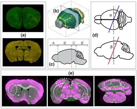 Image result for Alien Science Diagram