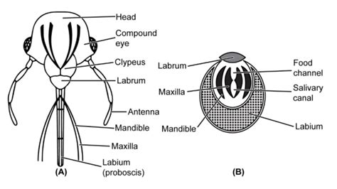 Insect Morphology (Morphology Of Pest) - Biology Notes Online