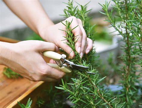 How to Harvest Rosemary