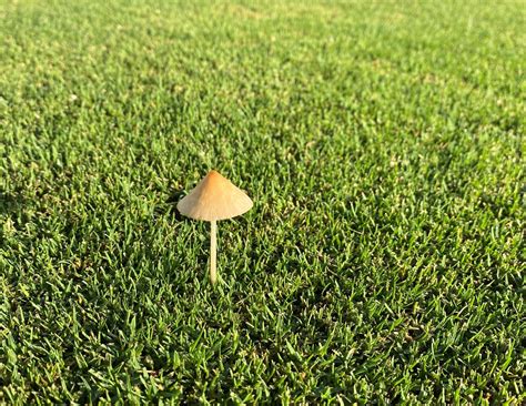 Mushrooms in Your Lawn? What Does It Mean?
