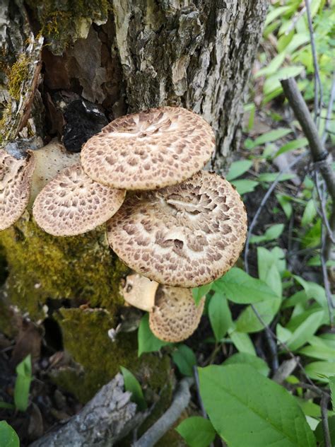 Pheasant back Mushroom – The Ugly Barn Farm