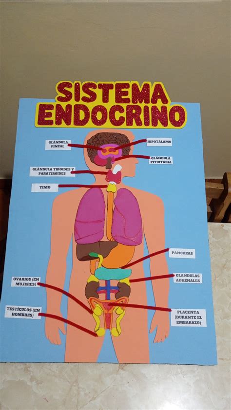 Sistema Endocrino Dibujo