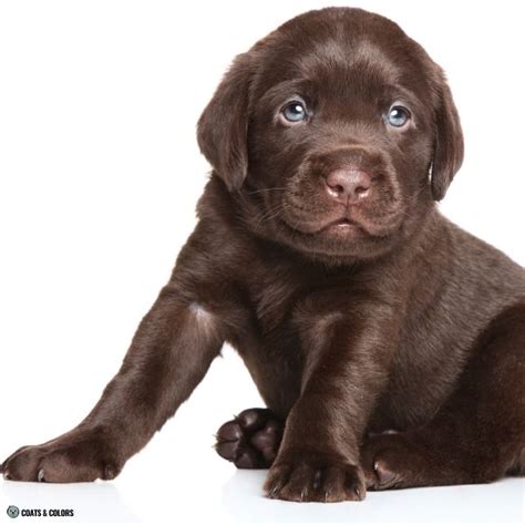Labrador Retriever Eye Color 的图像结果