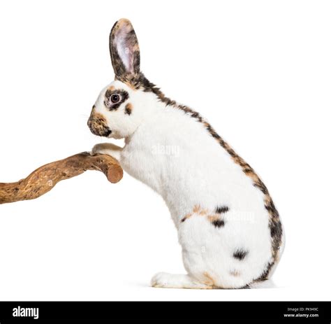 Checkered Giant Rabbits