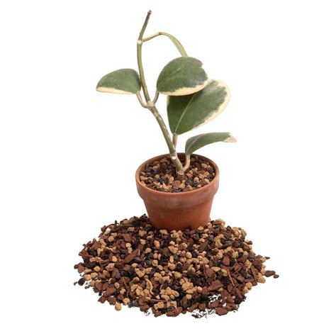 Molly's Succulent Mix - Premium Gritty Soilless Potting Mix for ...