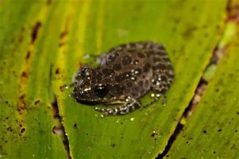 Florida Tree Frogs 的图像结果