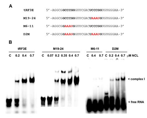 Dissecting the tRNA Fragment tRF3E–Nucleolin Interaction: Implications ...