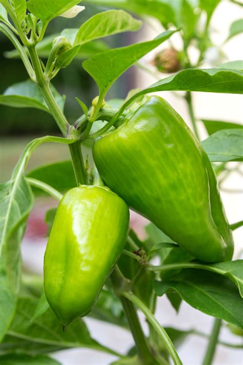 Green Bell Pepper Plant Simple Bell Pepper Salad (凉拌青椒 Liang