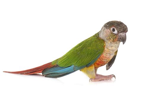 Image result for Conure Parrot Types