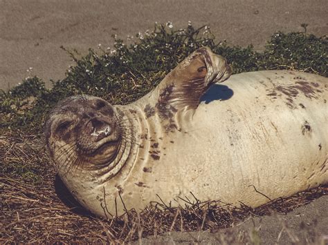 Making Energy from Blubber | Friends of the Elephant Seal
