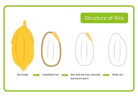 Rice Grain Anatomy