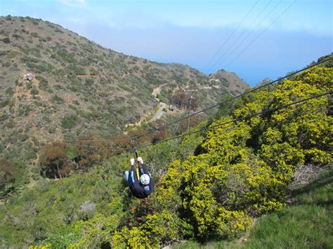Sensory Overload: Catalina Island - Zippy Ziplines & Wallowing Buffalo