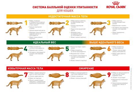 Избыточный вес у кошек и собак | Ветеринарная академия Royal Canin