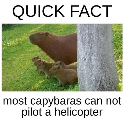 Image result for CapRate Humor