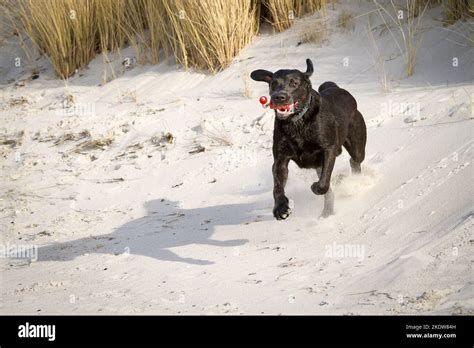 Image result for Adult Labrador