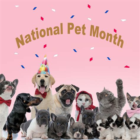 Let's Celebrate National Pet Month! – McLovins Pet