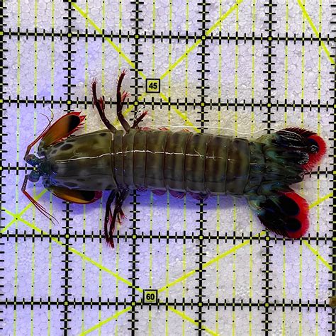 Mantis Shrimp Size: L 4.25" WYSIWYG MTS112305 – Violet Aquarium